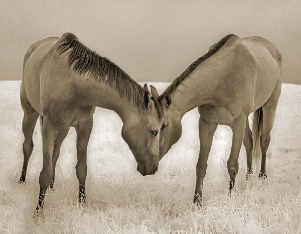Bluegrass Beauties