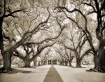 Oak Alley Plantation