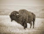 Harwood's Buffalo