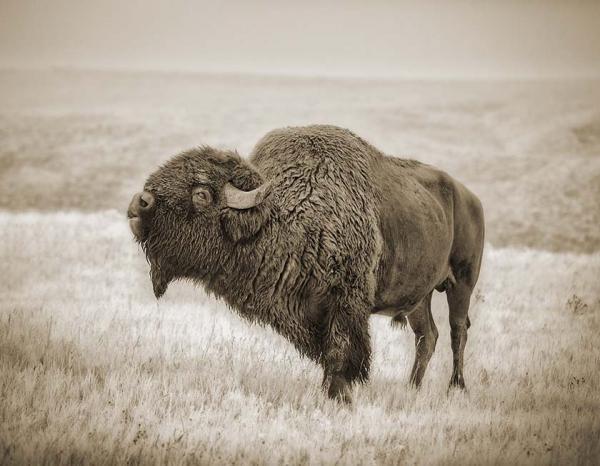Harwood's Buffalo