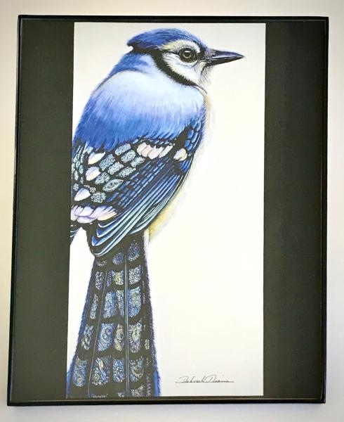 Blue Jay Print