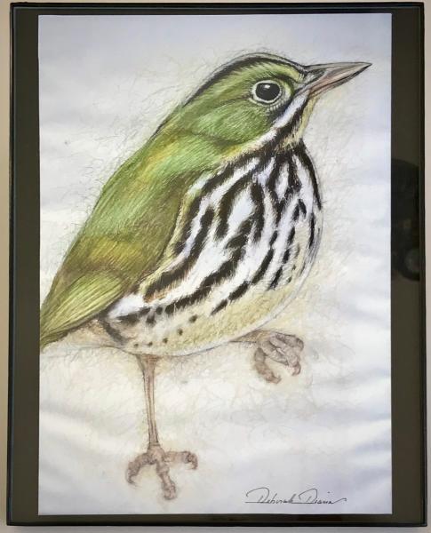 Oven Bird Print