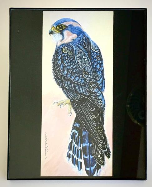Aplomado Falcon Print