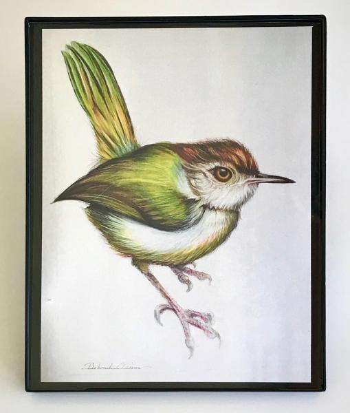 Darzee  Print