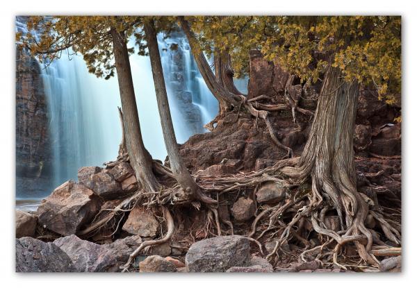 Gnarled Cedars and Falls