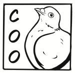 The Pigeon's Coo