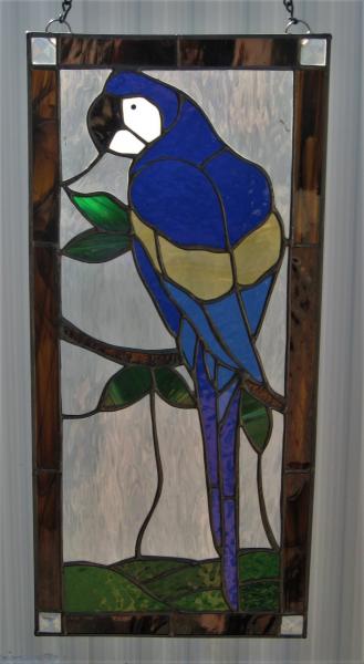 A Mighty Macaw picture
