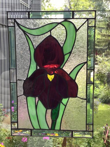 Burgundy Iris picture