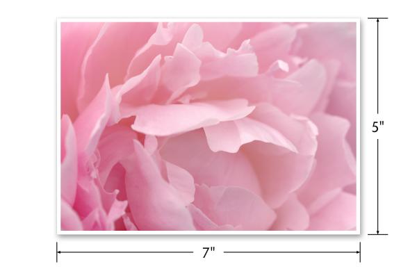 7x5 Pink Peony Photography Print picture