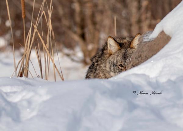 Coyote Stalking