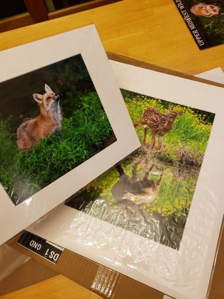 Bobcat kittens playing picture