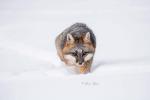 Gray Fox in the snow