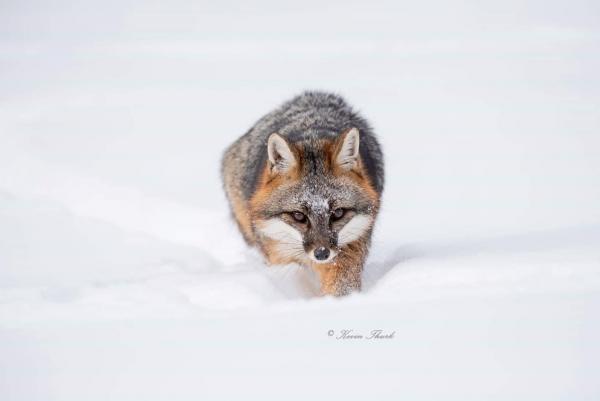 Gray Fox in the snow