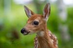 Fawn portrait