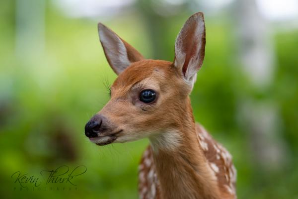 Fawn portrait