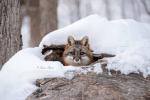 Gray Fox in log