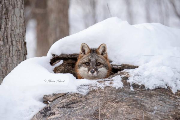 Gray Fox in log
