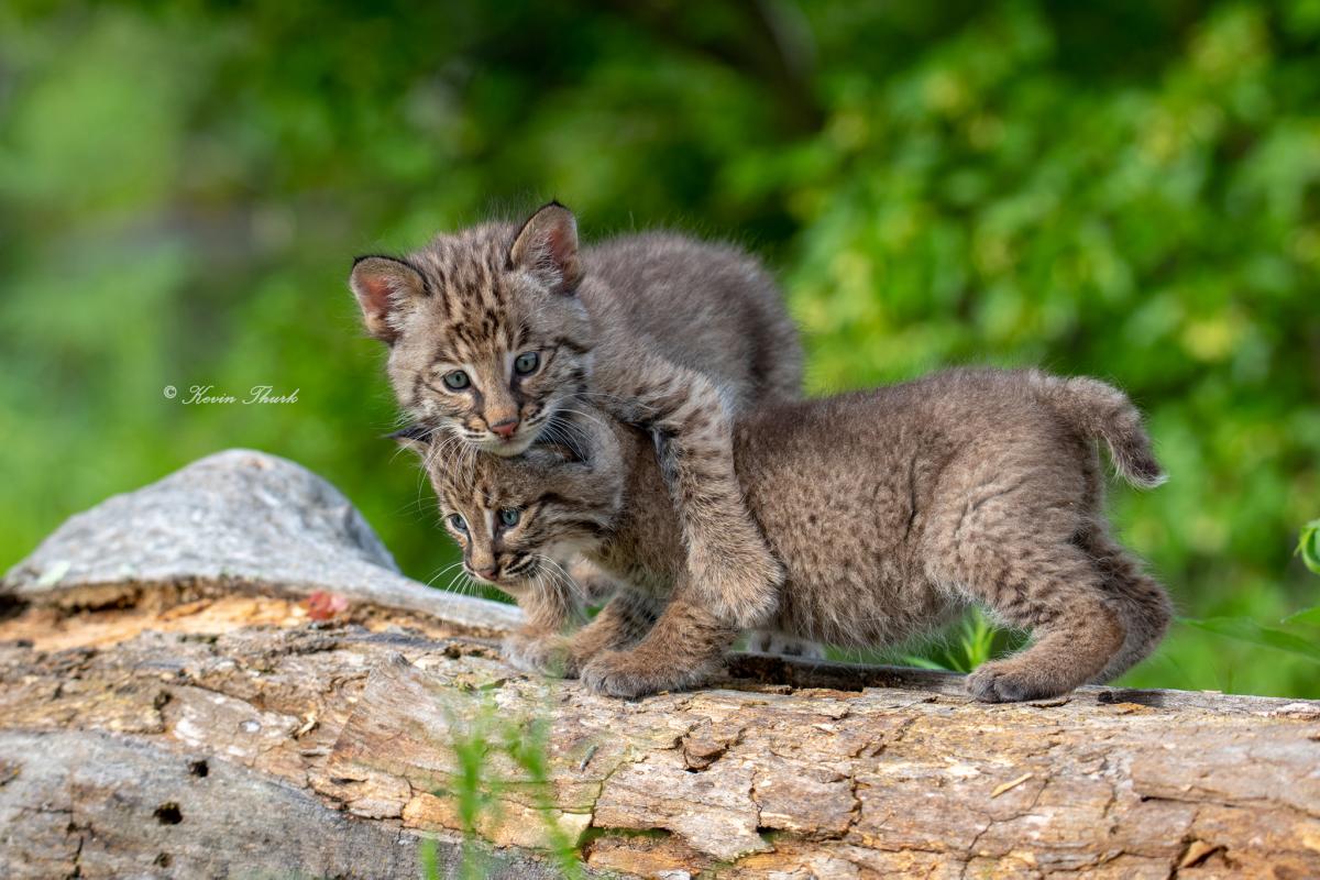 Bobcat Kittens Playing Eventeny