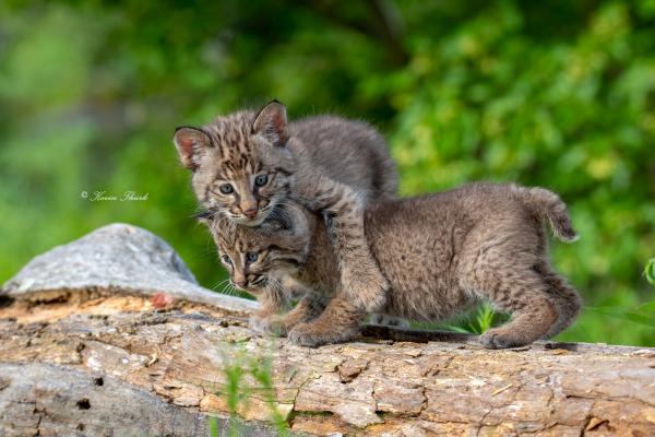 Bobcat kittens playing picture