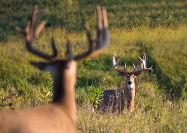 The Stare-Down picture