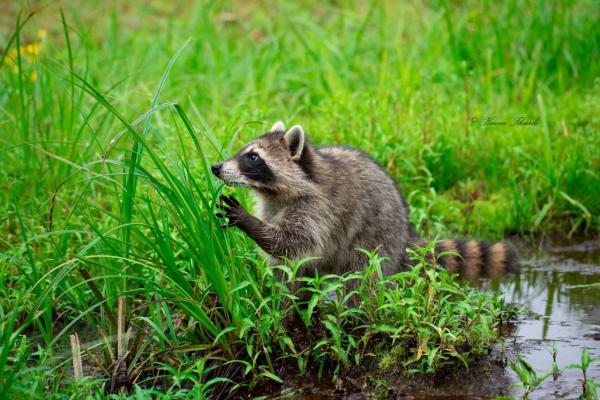Raccoon in the grass