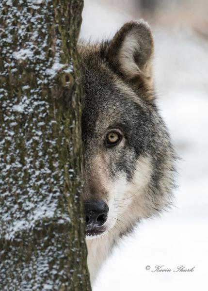 Wolf Behind a tree picture