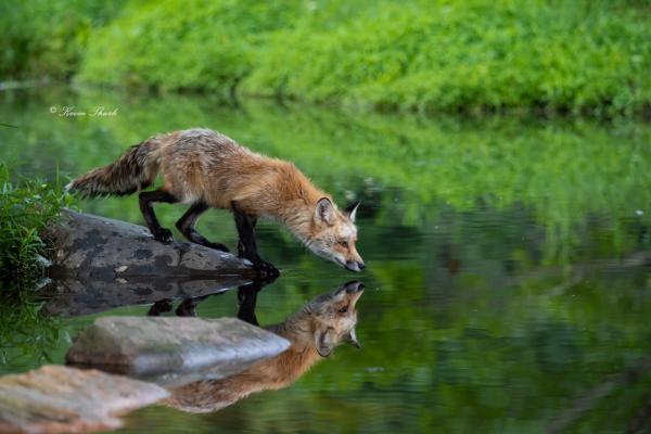 Red Fox at the water's edge