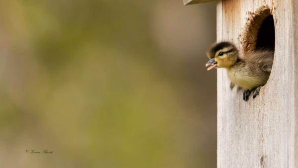 Wood Duck Duckling picture