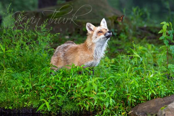 Red Fox with Butterfly