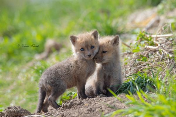 Red Fox (Sibling Love)