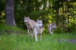 The Running of the Wolves