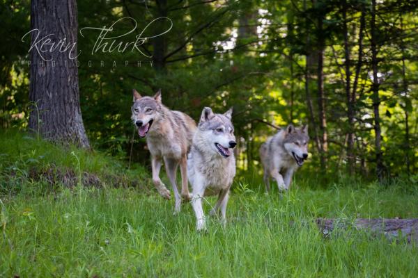 The Running of the Wolves picture