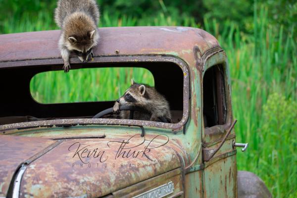 Raccoons playing on an old car