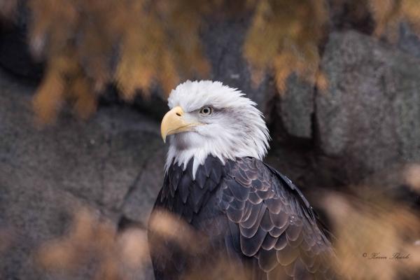 Eagle portrait picture