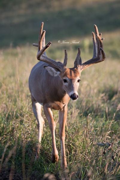 Portrait of a Buck picture