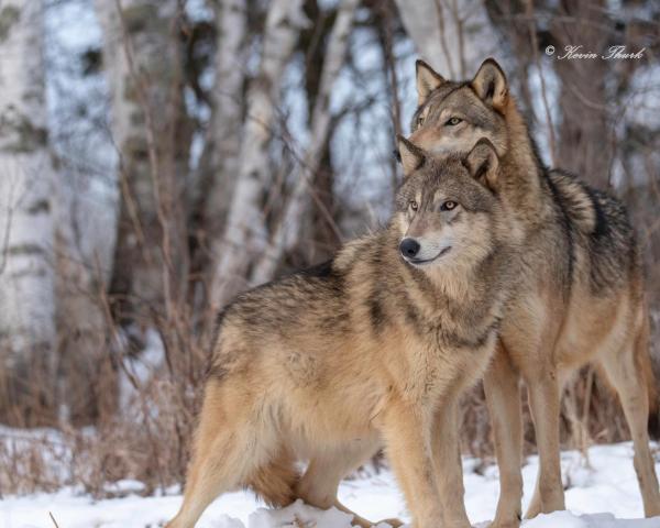 Pair of Wolves