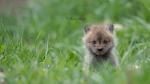 Fox Kit in a field