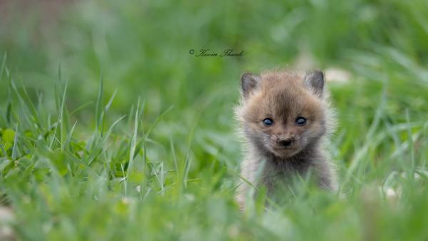 Fox Kit in a field picture