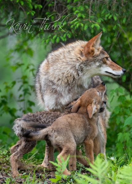Coyote with pups