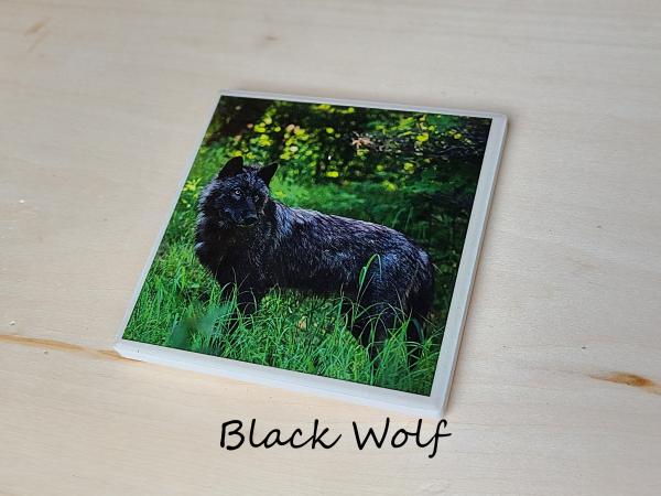 Wildlife Ceramic Coasters picture