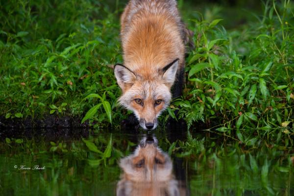 Red Fox Reflection