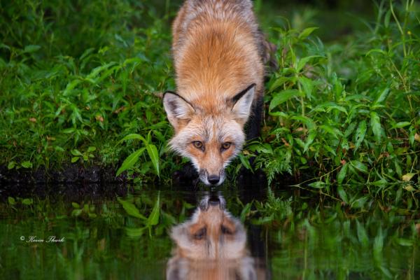 Red Fox Reflection picture