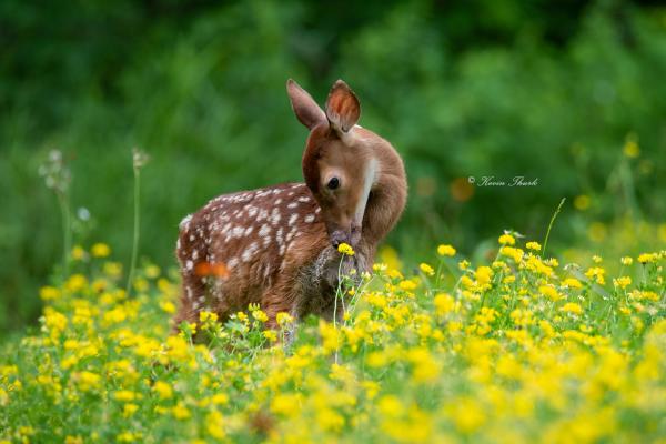 Fawn sniffing a flower