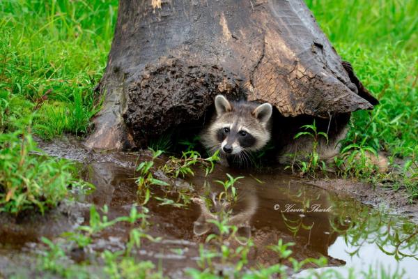 Raccoon under a log