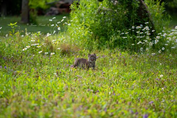 Bobcat Kitten in a field