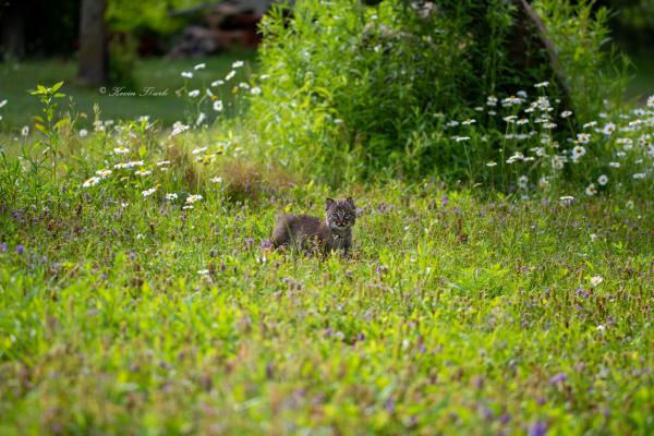 Bobcat Kitten in a field picture