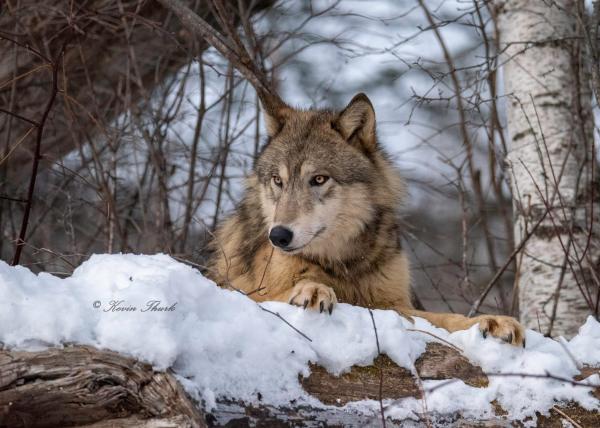 Wolf over a log picture