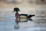 Wood Duck Drake (02)