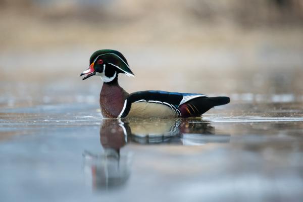 Wood Duck Drake (02) picture