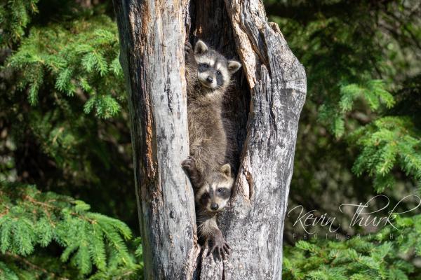 Raccoon cubs in a tree